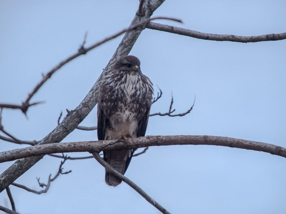 01212015 P1211491 Modifica rid