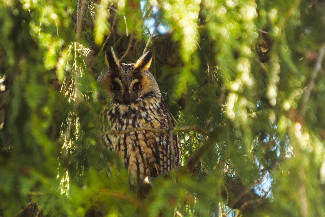 03072015  3070738 rid