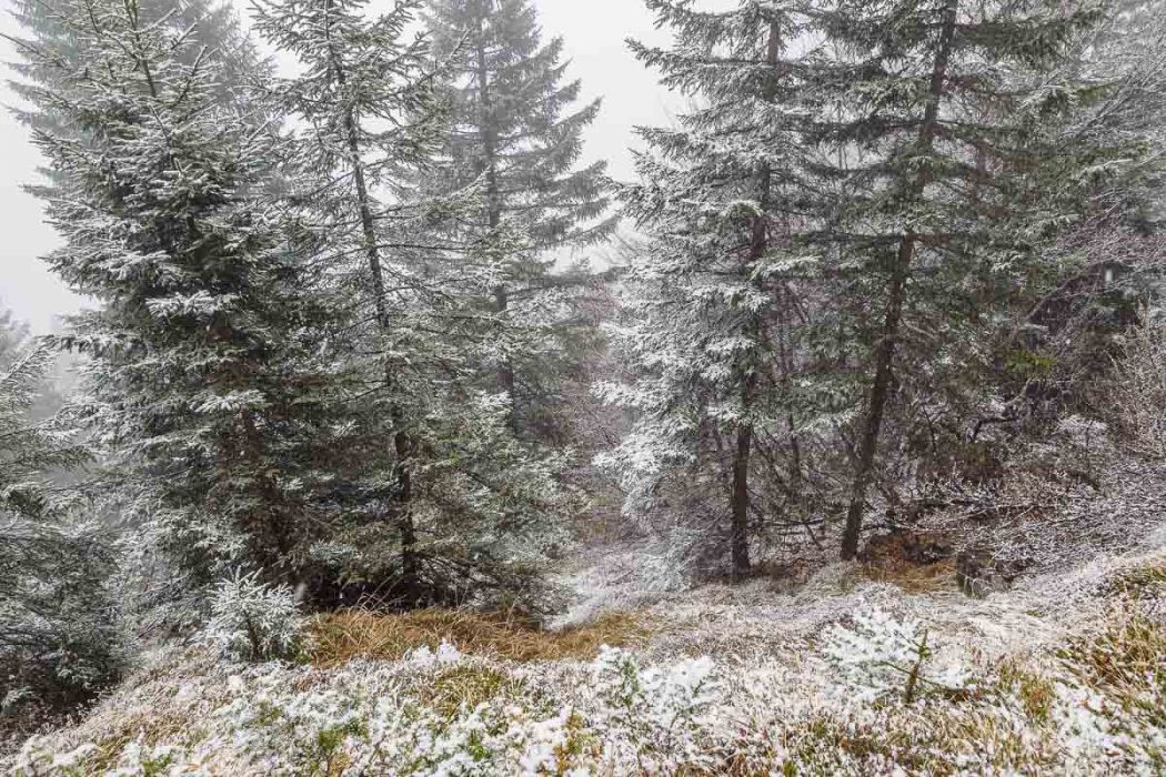 04172017  4170458 rid