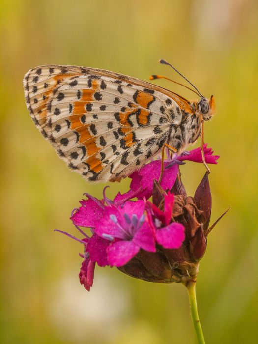 05262014 P5263803 rid