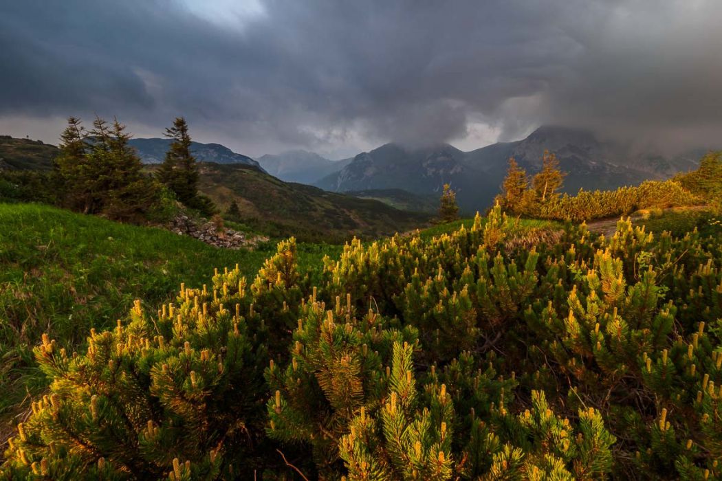 06042017  6040276 rid