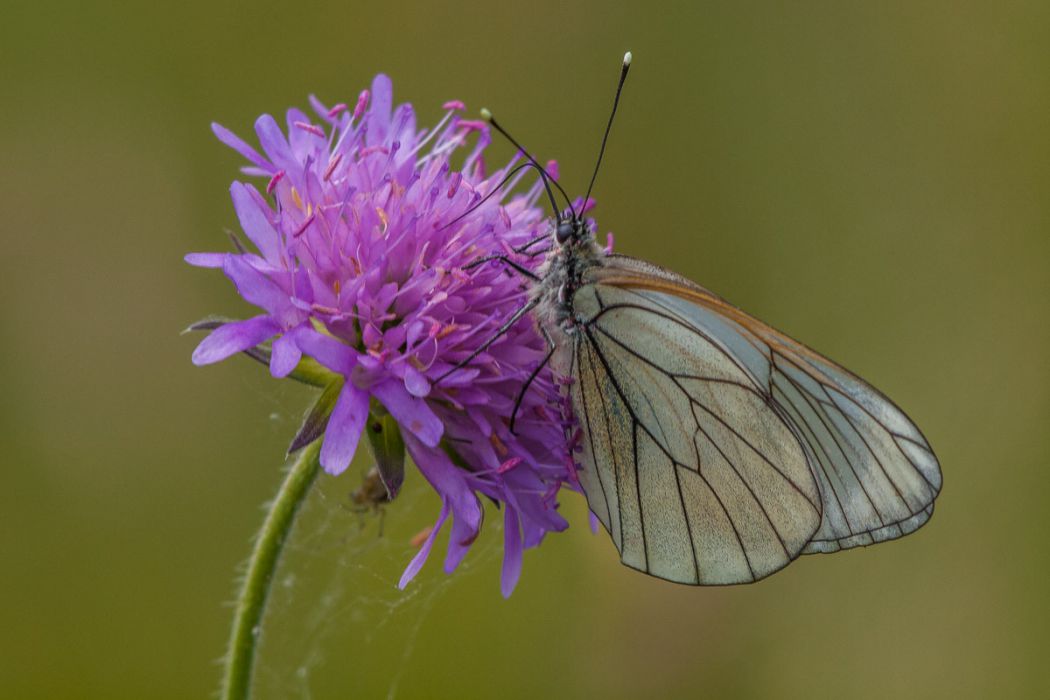 06092013 P6090927 rid