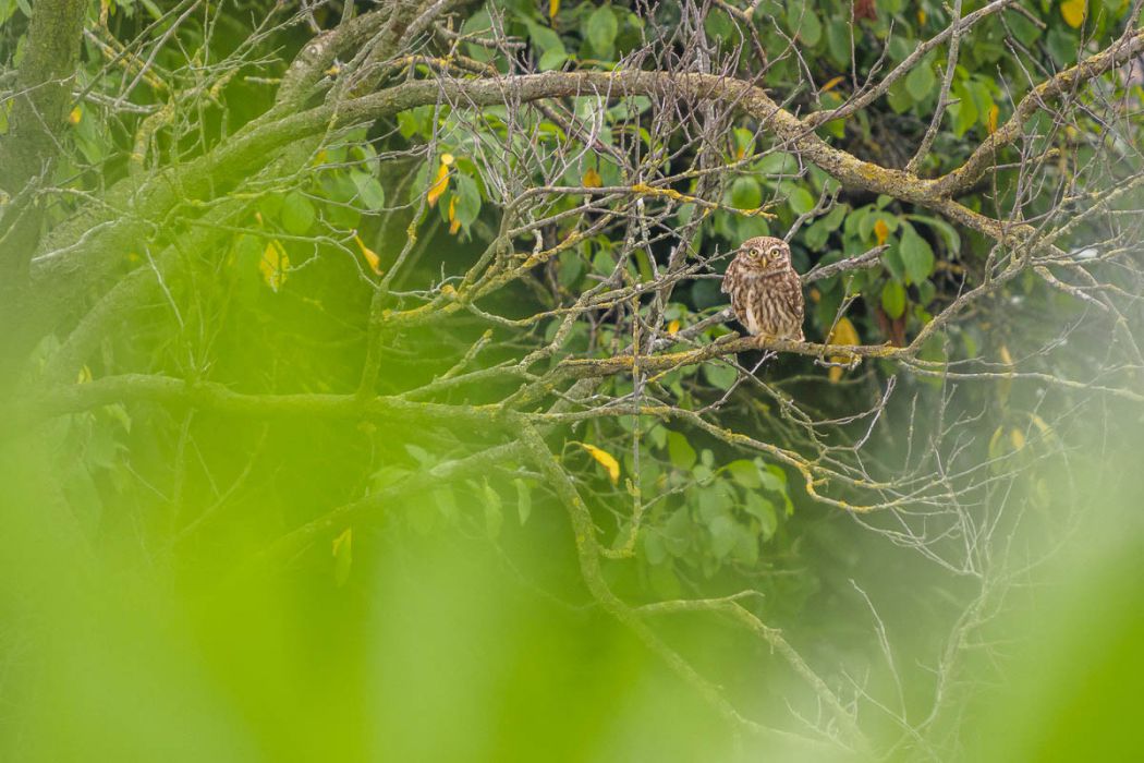 06192015  6190527 rid