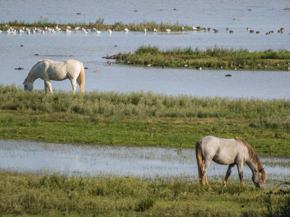 10142009 PA144137 rid