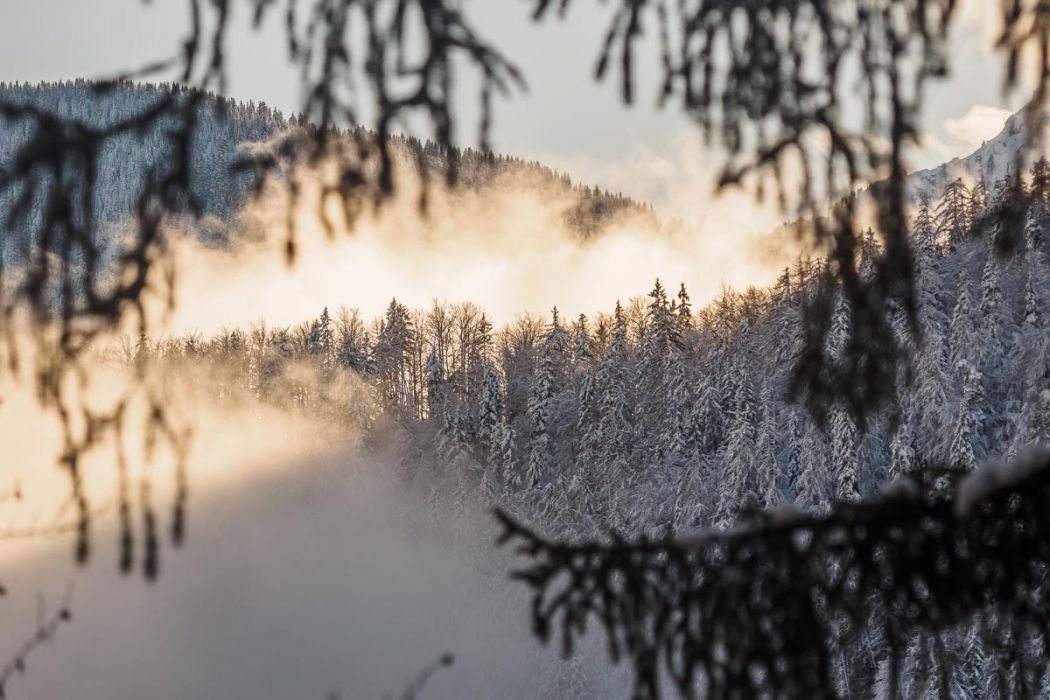 01022018  1020109 rid