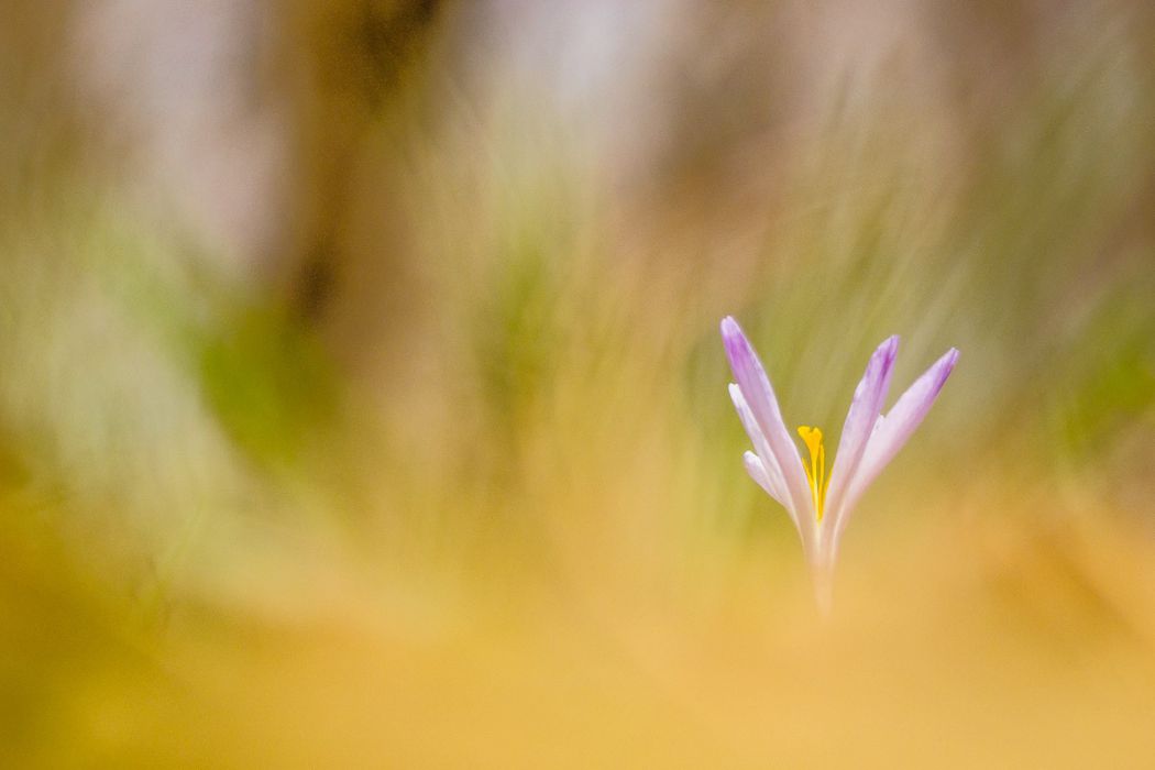 03192017  3191111 rid