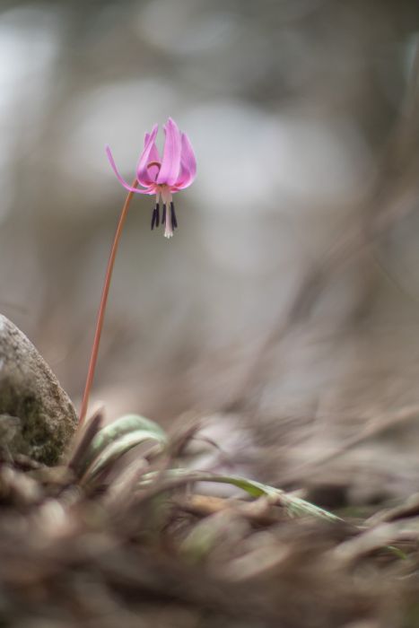 04032016  4030609 rid