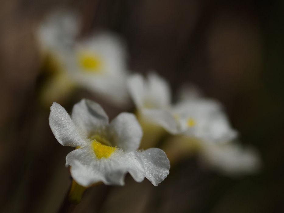 04122015  4123336 rid