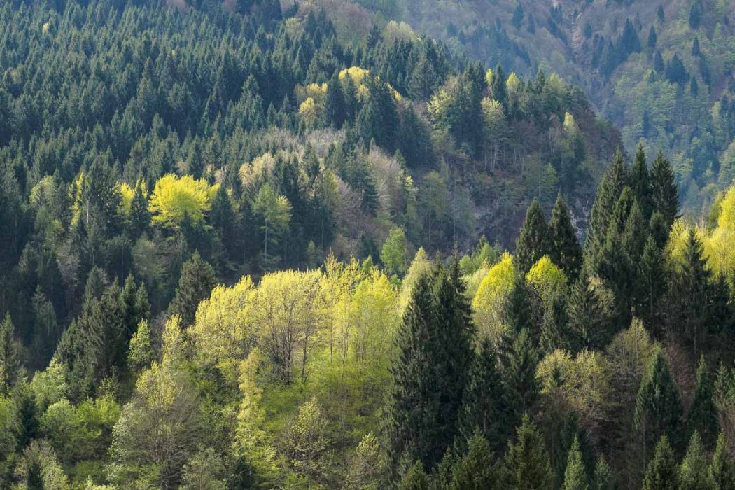 04172017  4170220 rid