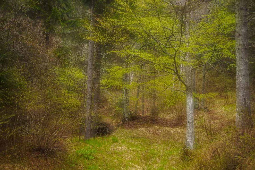 04172017  4170521 rid