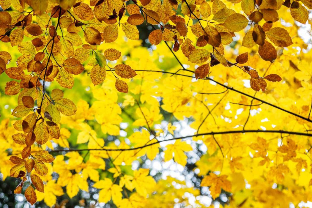 09302017  9300374 rid