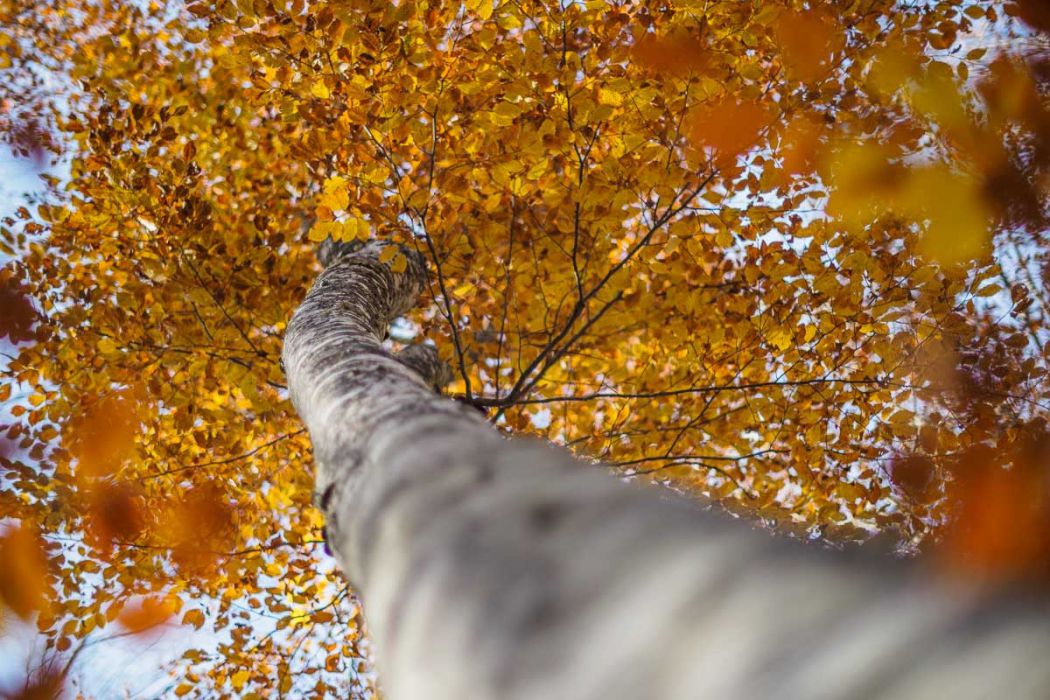 10252015  A250355 rid