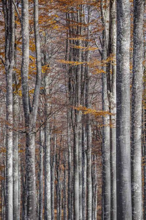 10252015  A250442 rid