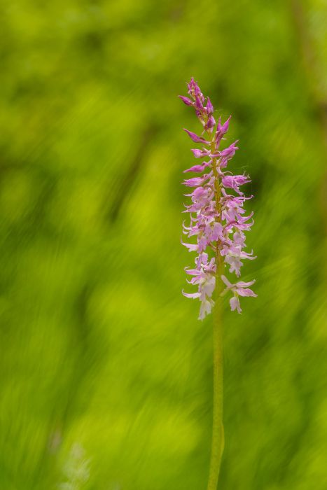 05012017  5010313 rid