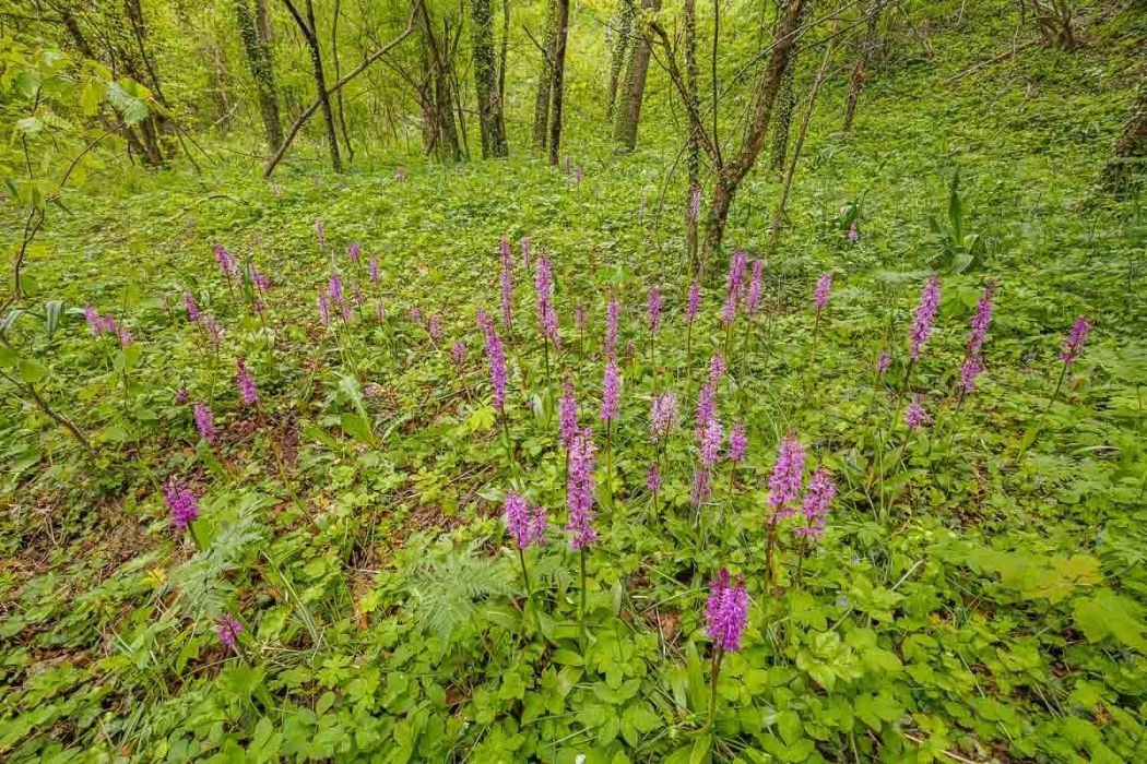 05012017  5010350 Edit rid