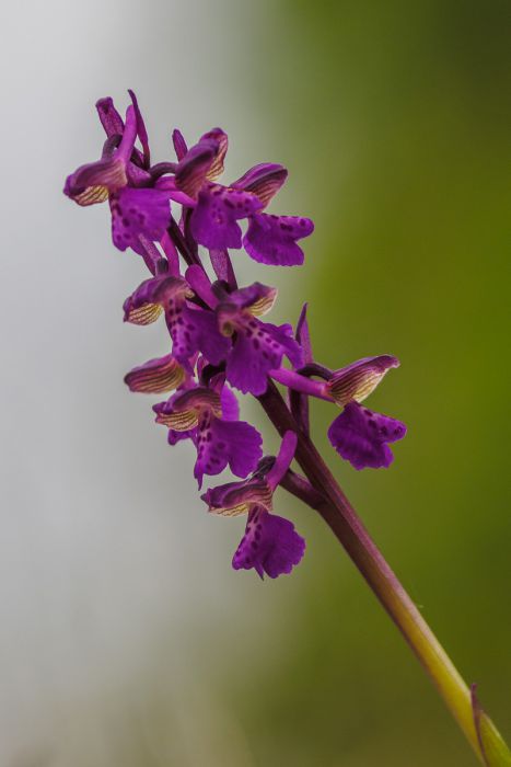 05022015  5020723 rid