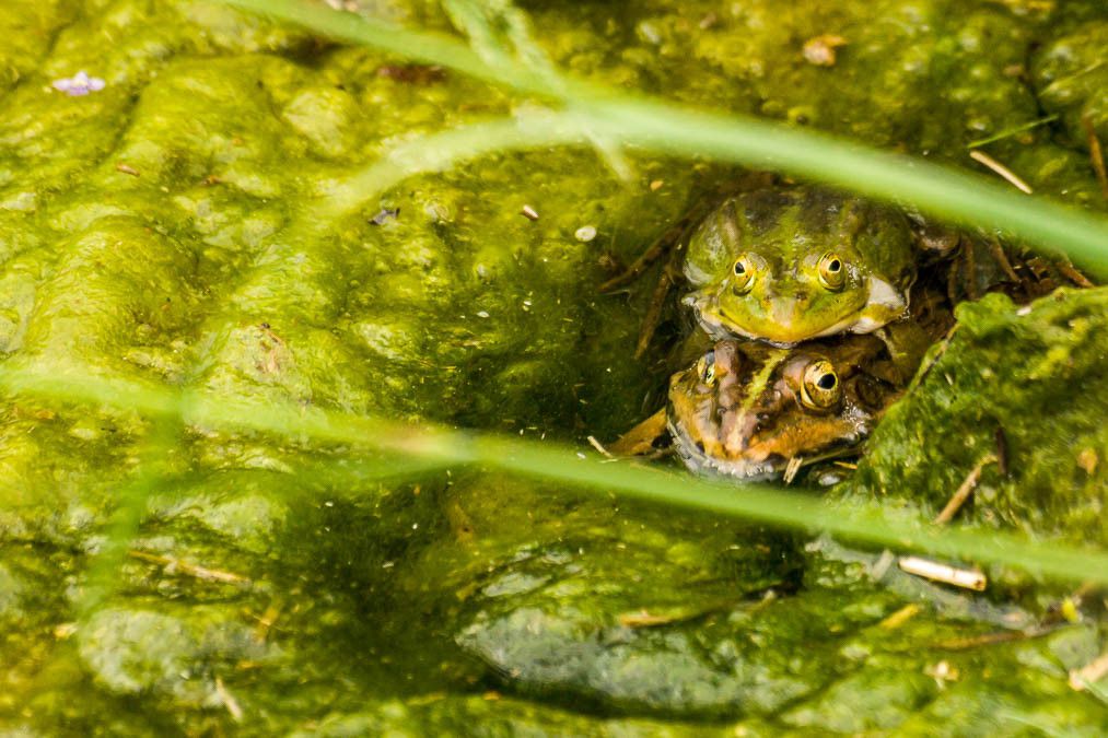 05032009 P5039045 rid