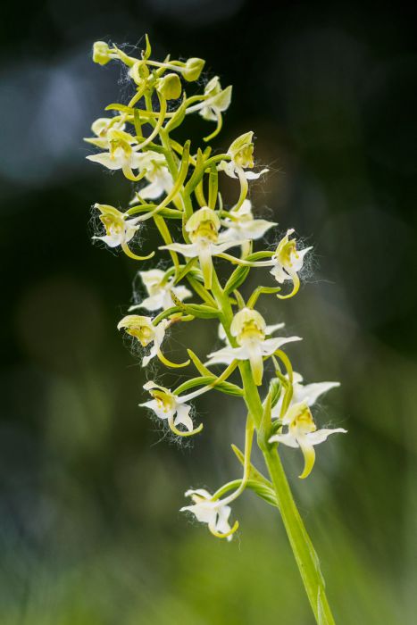 05142015  5140264 rid