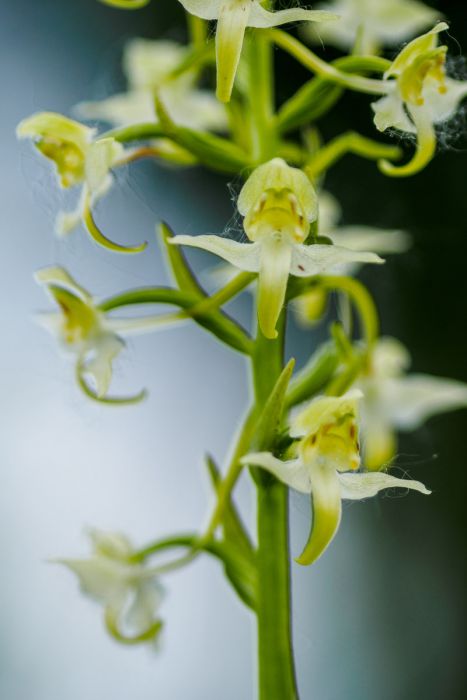 05142015  5140271 rid