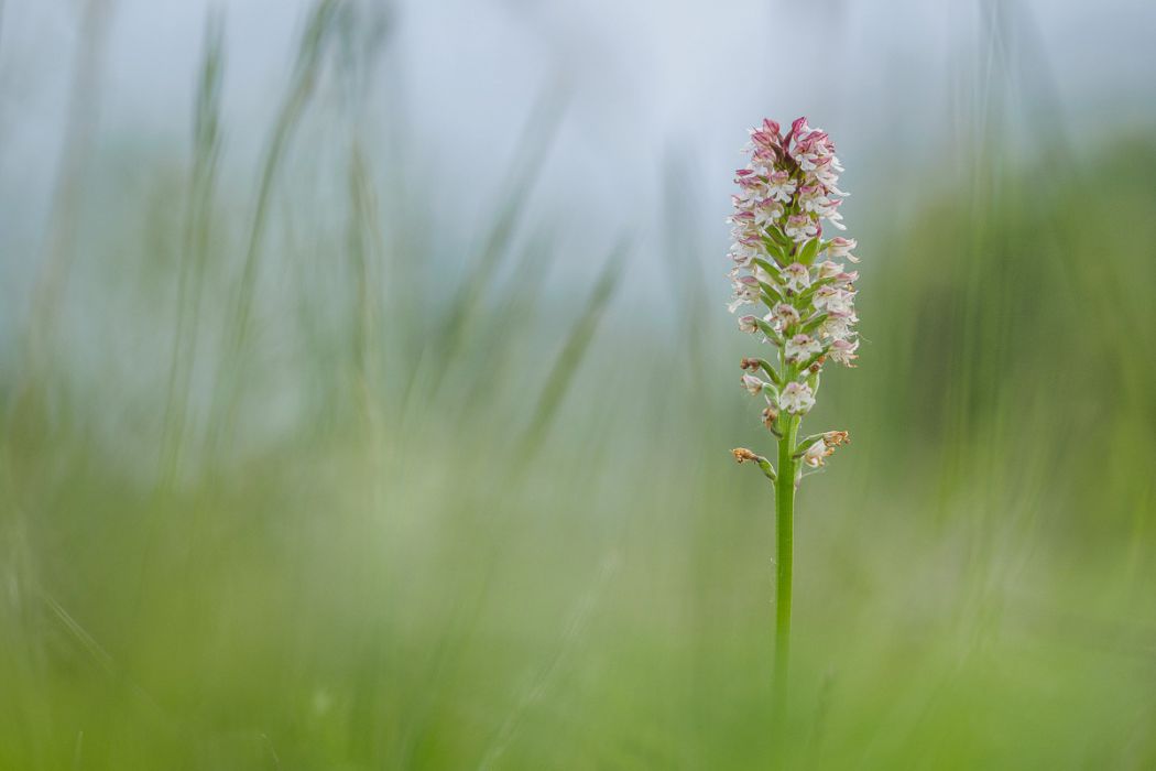 05142015  5140311 rid