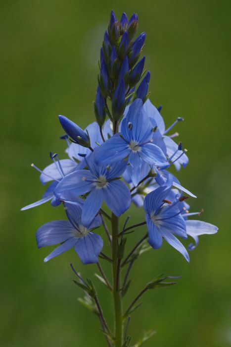 06092013 P6090726 rid  3 2 