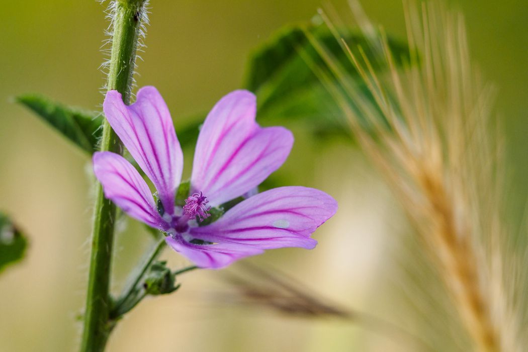 06092017  6090536 rid