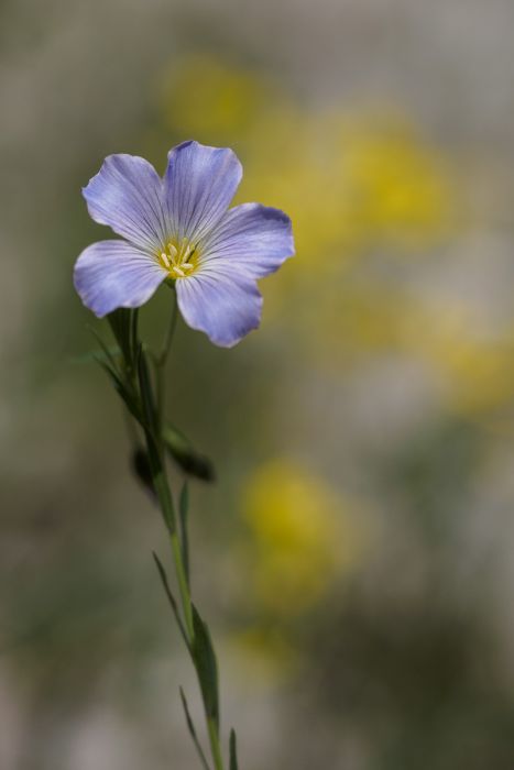 06252016  6250811 rid