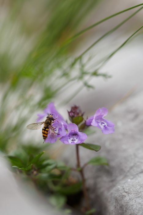 06252016  6250928 rid